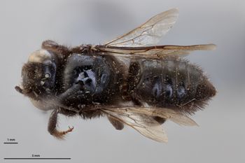 Media type: image;   Entomology 16205 Aspect: habitus dorsal view